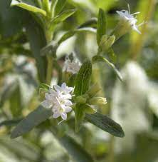 Candyleaf (Stevia rebaudiana) Flower, Leaf, Care, Uses - PictureThis